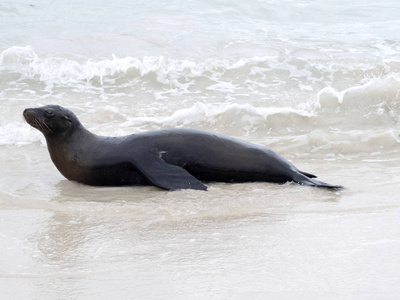 雄性海狮, Zalophus californianus wollebaeki, 在波浪中玩耍, 圣 Cristobal, 加拉