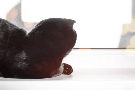 黑色苏格兰折叠猫看窗外