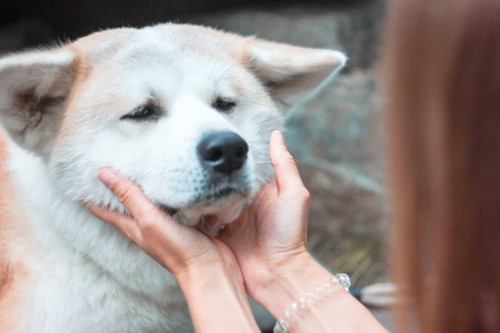 哀伤的日本狗秋田犬肖像与年轻妇女手在室外