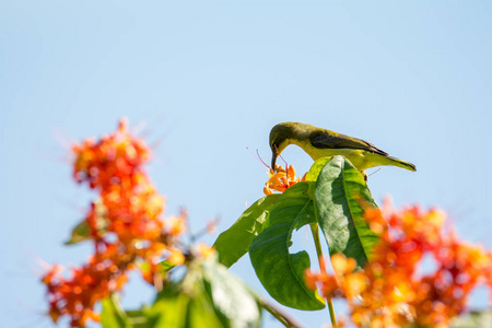 一只小橄榄鸟坐在树枝上, 吃着一朵花蜜。