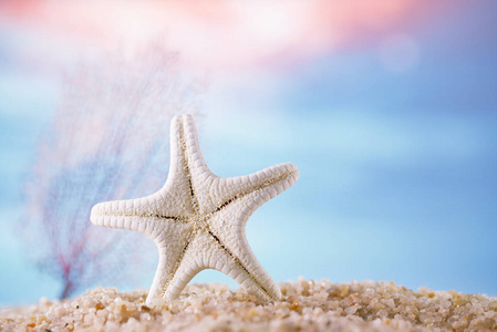 沙滩上的白色海星与热带海洋水下海景