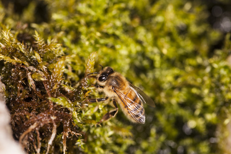 蜜蜂坐在一丛青苔
