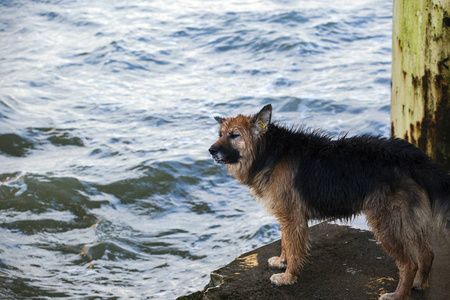 海边的湿狗