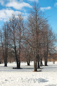 解冻雪景观树