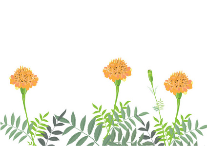 万寿菊花与休假对象或背景的白色背景分离图