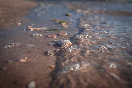 夏季的背光照片与长的阴影的贝壳和细节的太阳争端 refelction 和湿沙滩。荷兰北海沿岸海滩详情