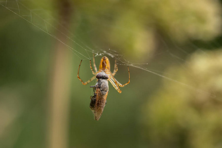 网中的蜘蛛与猎物