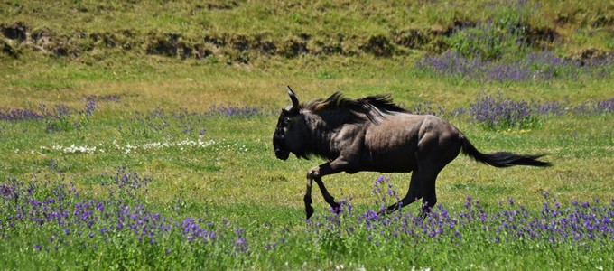 Gnu 贯穿的蓝色小花