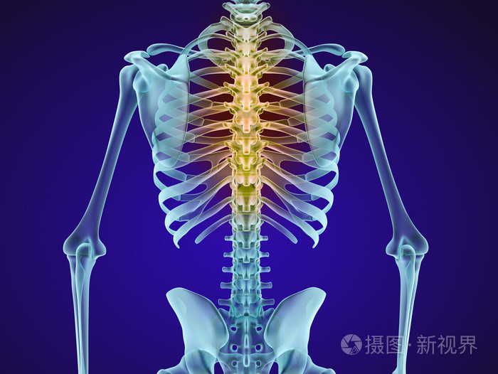 人类的骨骼和脊柱.x 射线视图.医学上准确的 3d 图
