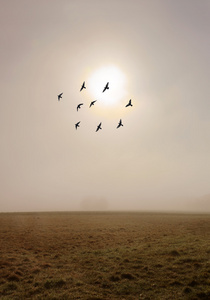 雾中与群鸟秋天的原野图片