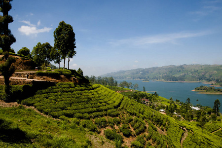 茶叶种植园斯里兰卡