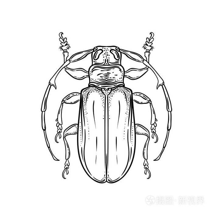 手工绘制的古董风格的bug甲虫向量例证被隔绝在白色背景复古纹身设计