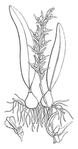 从兰花系列复古线画或雕刻插图显示植物的图片