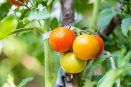 大有机成熟红绿黄藤番茄果实挂在树枝上的水滴在花园里