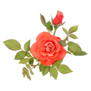 一个橘红色玫瑰花语与叶上白色背景抠出孤立