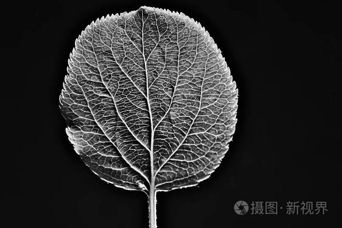 叶子纹理黑白/设计黑叶骨架, 宏观自然质地, 黑白墙纸