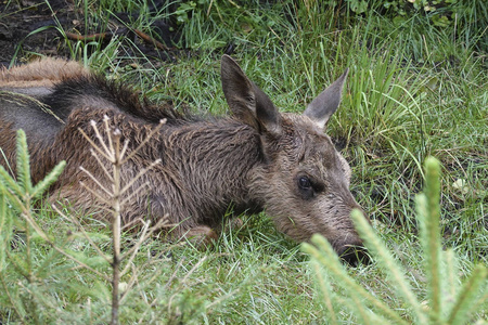 瑞典的自然栖息地的欧亚鹿幼麋鹿