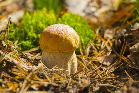 木制小蘑菇