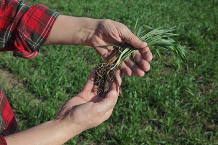 农民或农艺师在早春检查小麦品质的影响