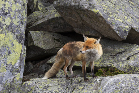 狐狸的自由本性的高 Tatras