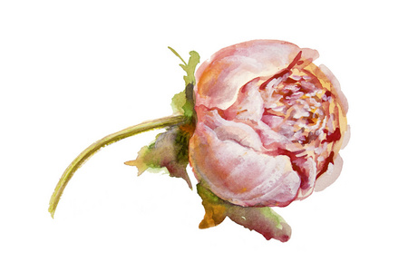 flowers.peony.watercolor.This 图像可以用于明信片邀请传单