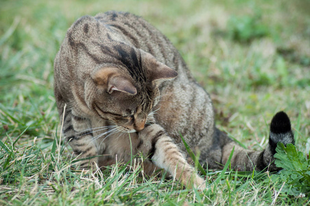 灰猫在草地上玩猎物的画像