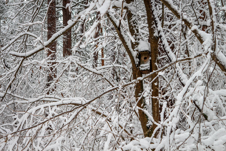 鸟饲养者挂在一棵树上的雪松树林