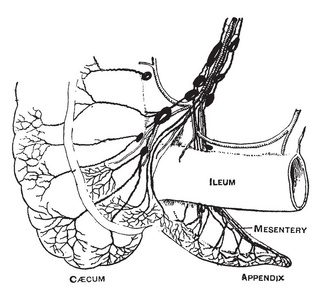 此图代表盲肠和附录的淋巴管复古线图或雕刻插图