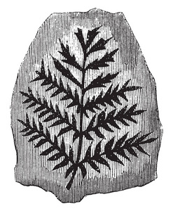 古树化石煤蕨的图片, 常与煤层复古线画或雕刻插图相关联