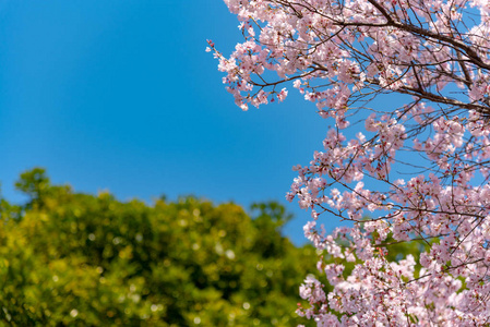 樱花围绕 Chidorigafuchi, 东京, 日本。江户城堡最北的部分现在是公园名 Chidorigafuchi 公园。Ch