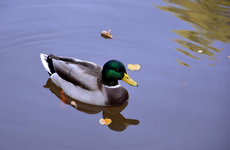 反映在水中的小湖上的一只鸭男