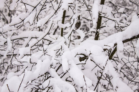 大雪后的树枝