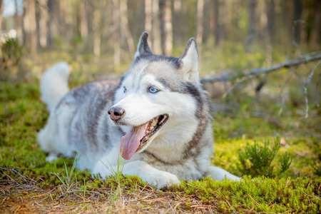 在秋天的森林里, 狗繁殖西伯利亚哈士奇。西伯利亚沙哑, 狗躺在绿色的草地上的森林。美丽的沙哑的狗在明亮的迷人的秋天森林的肖像。野