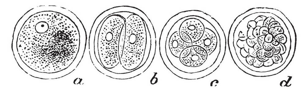 人类卵子正在进行分割, 复古线绘制或雕刻插图