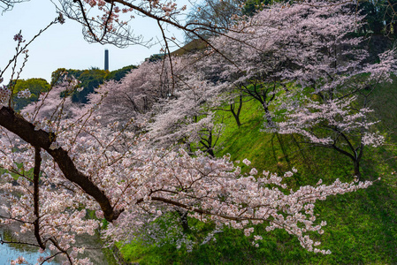 樱花围绕 Chidorigafuchi, 东京, 日本。江户城堡最北的部分现在是公园名 Chidorigafuchi 公园。Ch