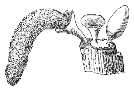 这是 Arcyria 韧带蘑菇。和蘑菇生长在木材, 复古线画或雕刻插图