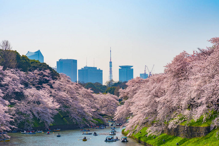 樱花围绕 Chidorigafuchi, 东京, 日本。江户城堡最北的部分现在是公园名 Chidorigafuchi 公园。Ch
