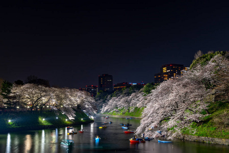 樱花围绕 Chidorigafuchi, 东京, 日本。江户城堡最北的部分现在是公园名 Chidorigafuchi 公园。Ch