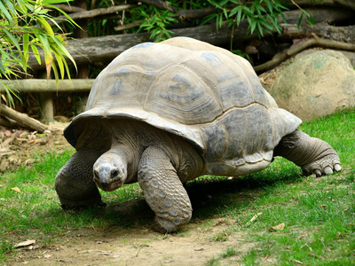 移动中的巨型tartaruga