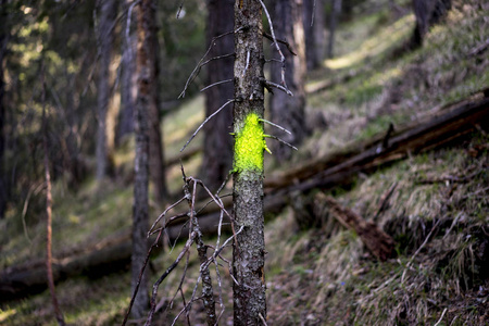 森林中的喷漆标记枯树