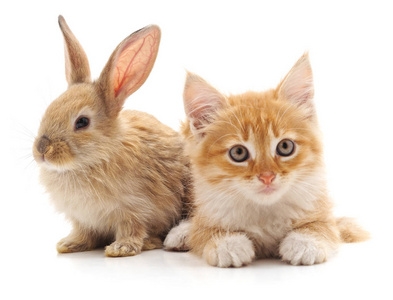 红猫和家兔离体在白色背景上