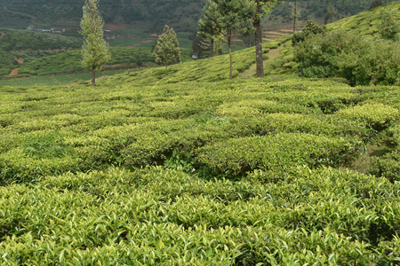 在印度茶花园