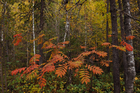 树林中的秋天气息, 靠近森林湖岸边