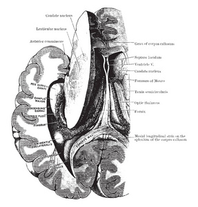 解剖显示左侧侧脑室的穹隆后降 cornua复古线画或雕刻插图