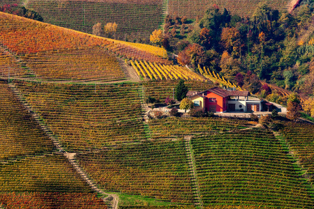 从意大利北部山麓山上的一排五颜六色的秋季葡萄园看乡村住宅