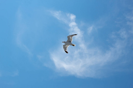 蓝天下的鸟儿海鸥在海面上飞翔