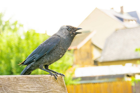 一只黑乌鸦坐在城市的长凳上。乌鸦看食物