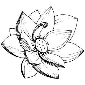 矢量莲花。花卉植物花。独立的插图元素。植物全名 莲花。背景纹理包装图案框架或边框的矢量野花
