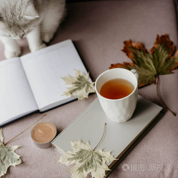 杯茶与书在里面与秋天叶子,笔记簿和猫, hygge 概念