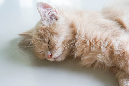 关闭年轻的波斯小猫在瓷砖地板上睡觉的脸在家里